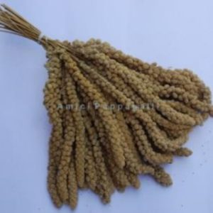 spighe di panico per inseparabili, canarini. esotici, pappagallini, cocorite, sfuso