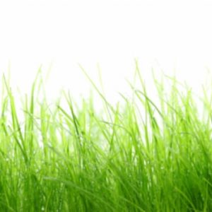 erba per gatto le orticole word line sementi da seminare