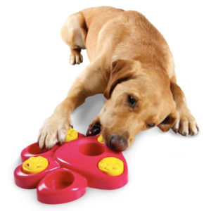 Giochi per cane